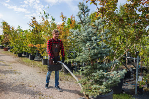  Sultana, CA Tree Service Pros